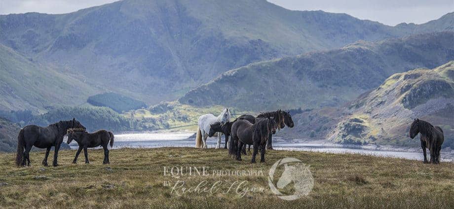 Equine Photography by Rachel Flynn